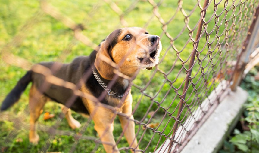 perro marrón y negro detrás de una verja ladrando