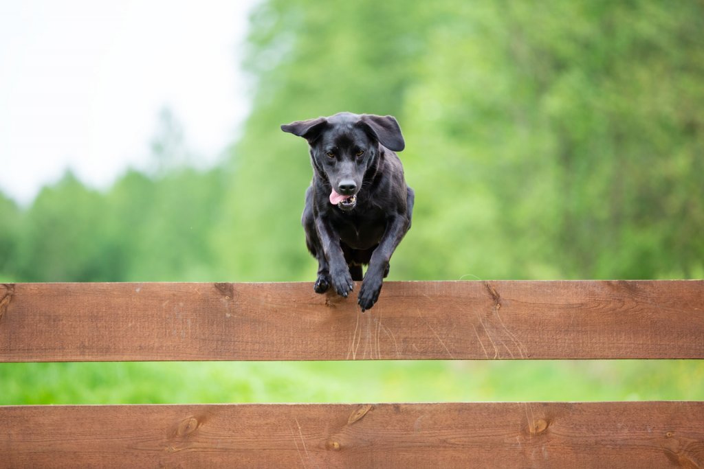 un cane nero scavalca un recinto di legno marrone 