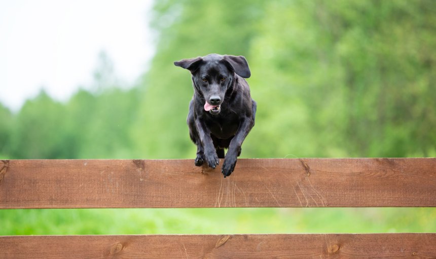 Perro negro saltando por encima de una valla de madera marrón