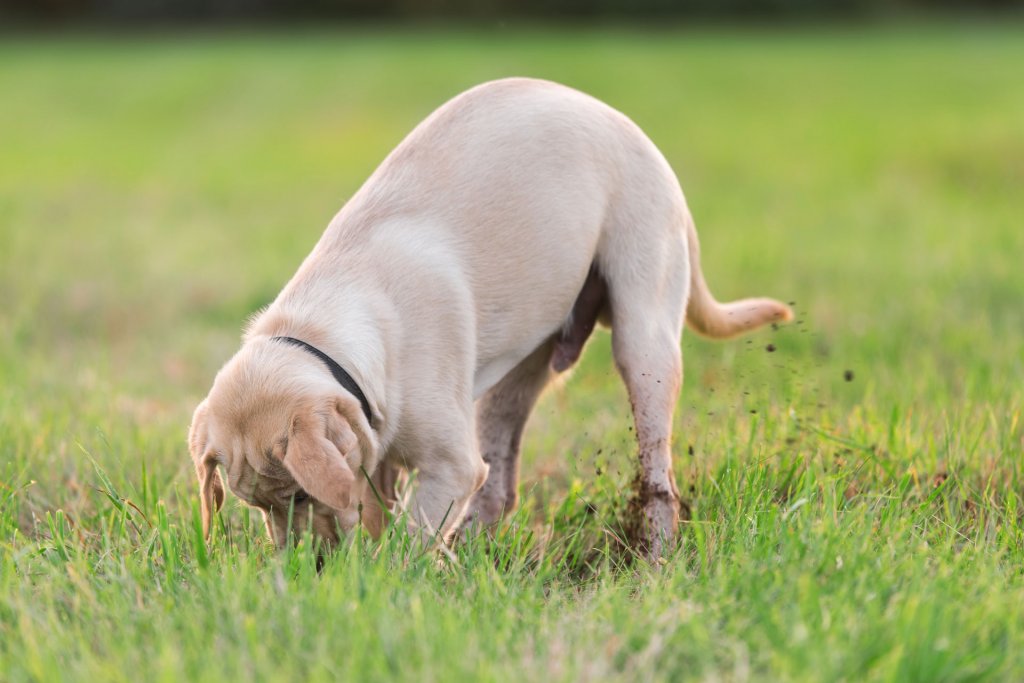 un cane scava in un prato