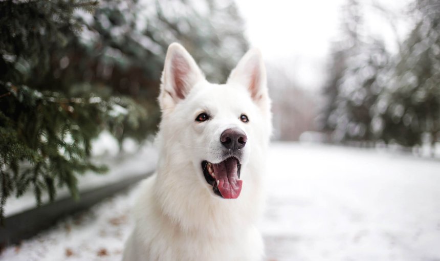 white dog sitting outside on a snowy road in winter with pine trees on either side of the road in the background, close up of the dogs upper body