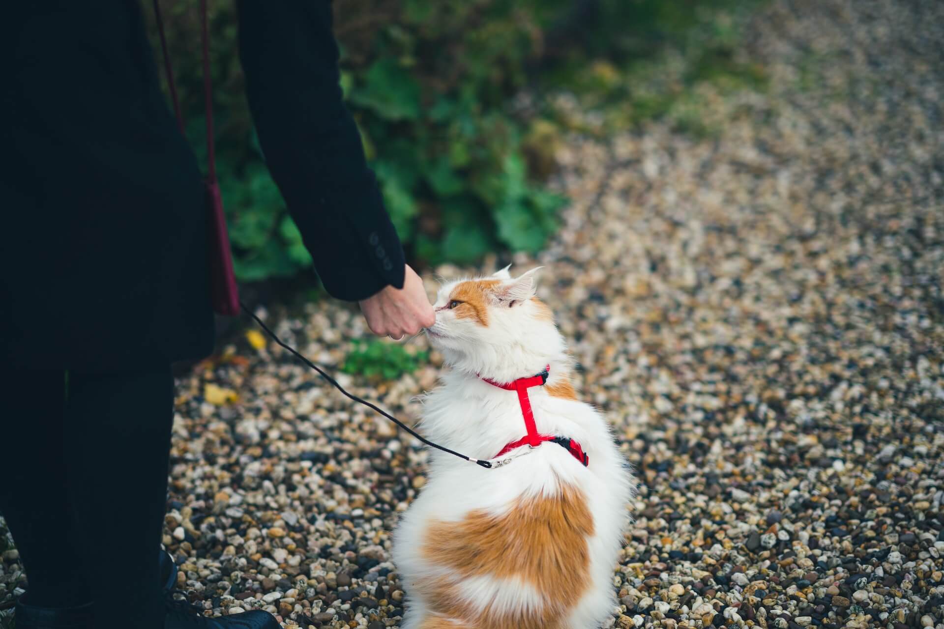 Katze geht draußen mit Geschirr und Leine spaziere