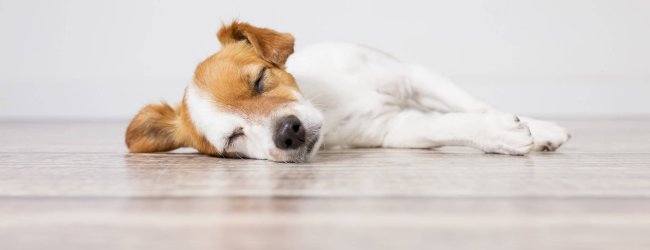 Vit och brun hund som ligger och sover på golvet