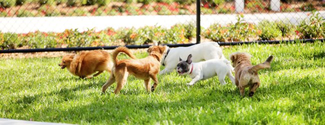 dogs playing in a dog park