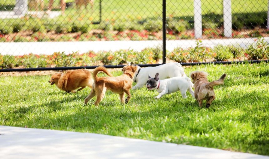 dogs playing in a dog park