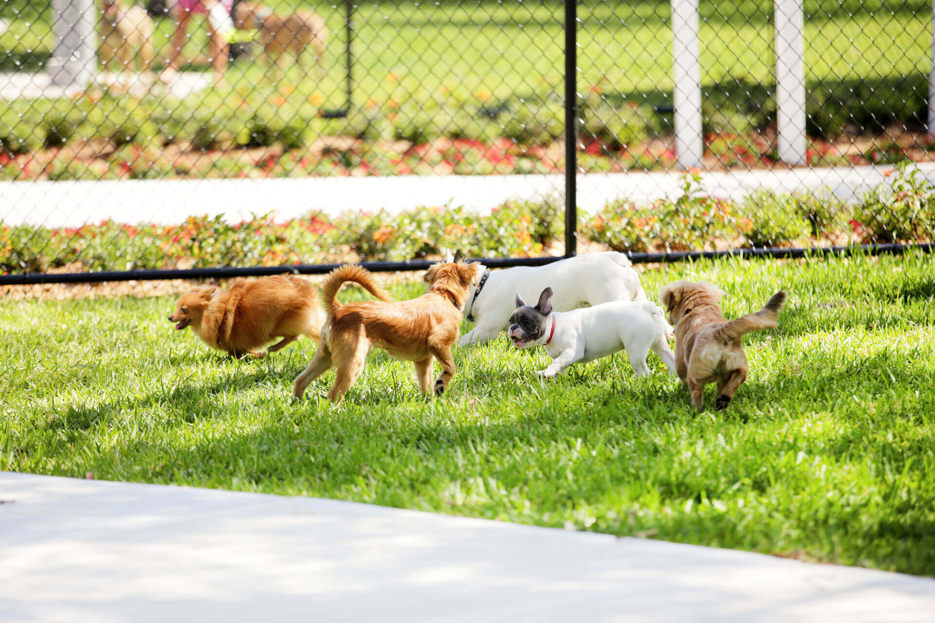 Dogs playing in a fenced park