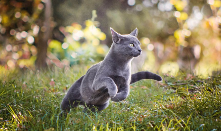 gray cat running in grass