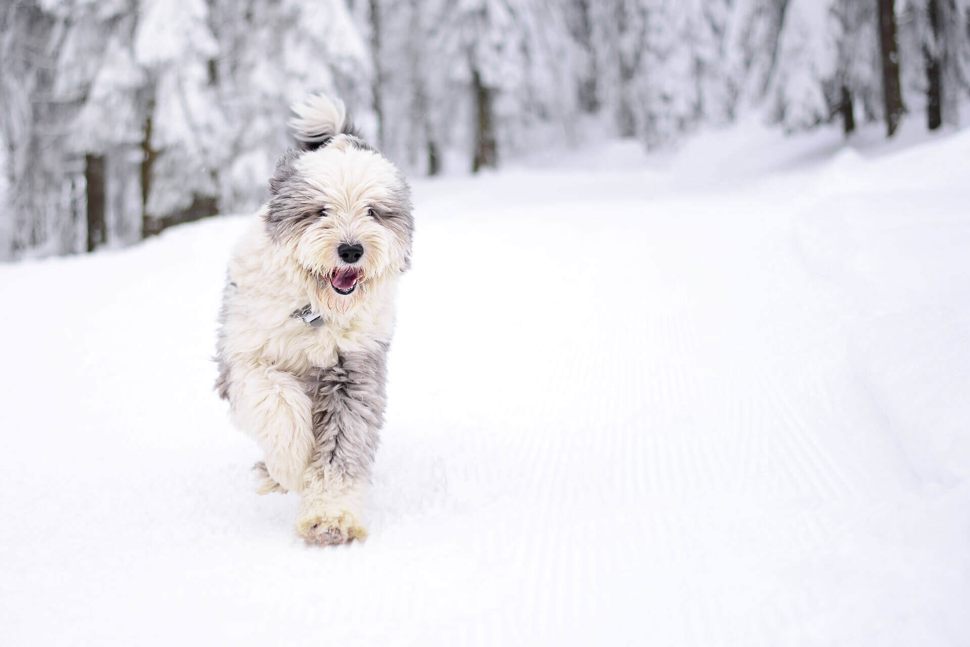 A small dog running in the snow