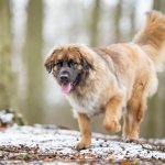 A dog walking through snow