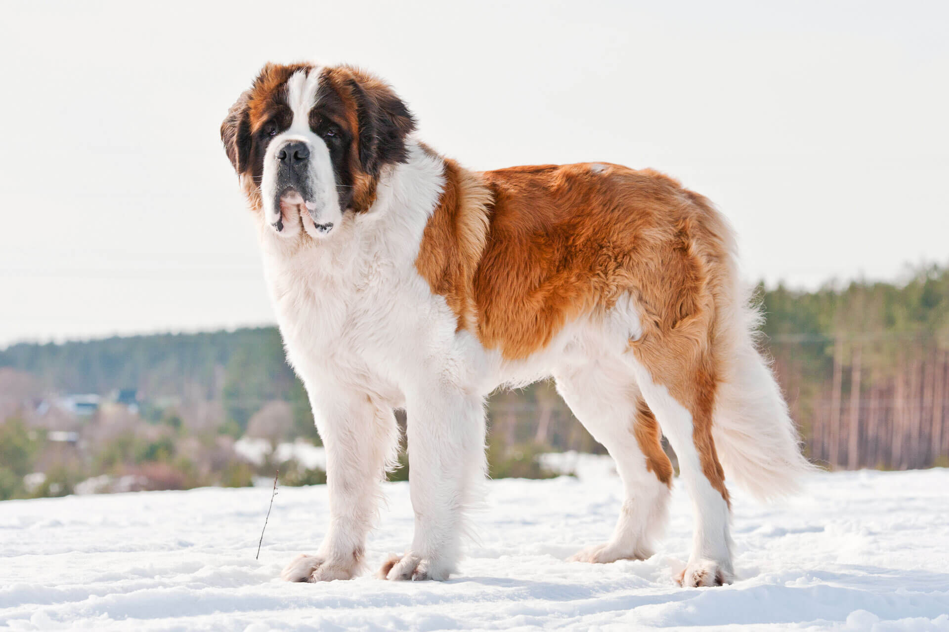 St. Bernard dog outside in snow