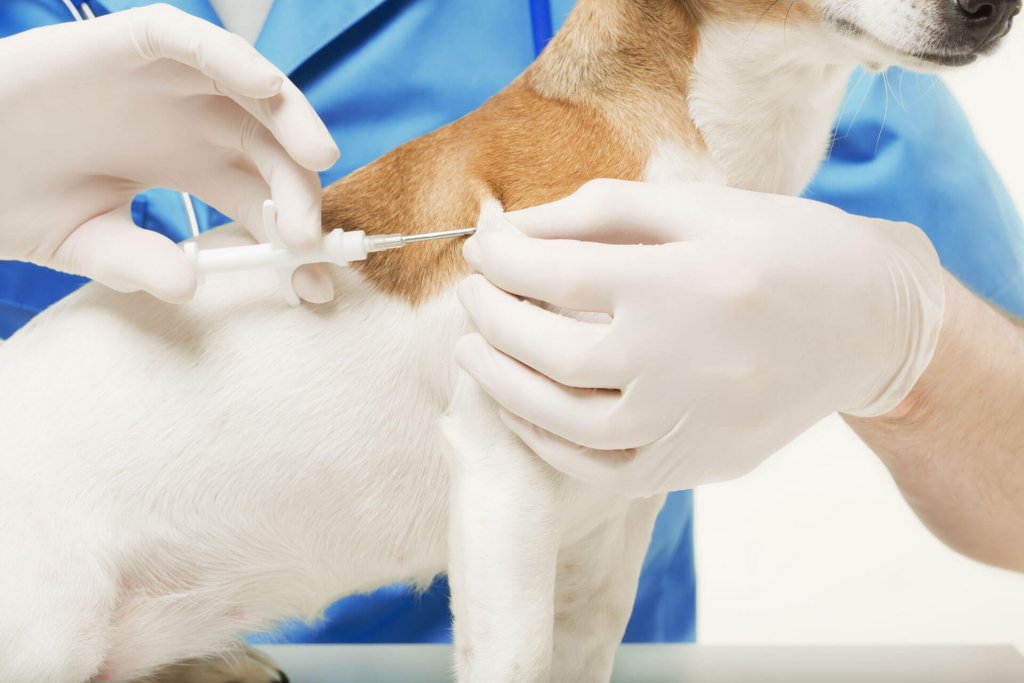 Perro en el veterinario al que le están insertando un microchip para perros