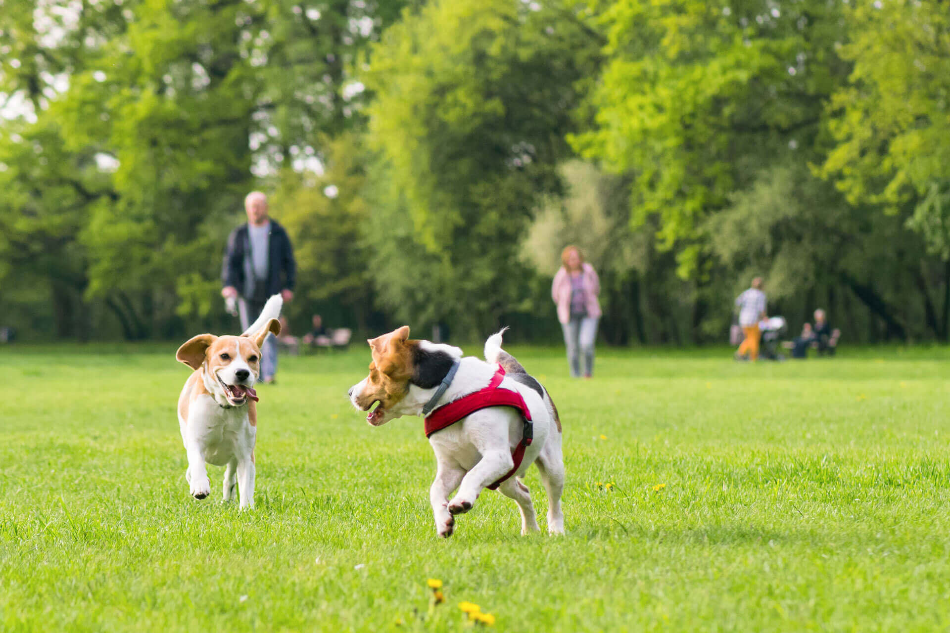 two dogs playing at the dog park outside