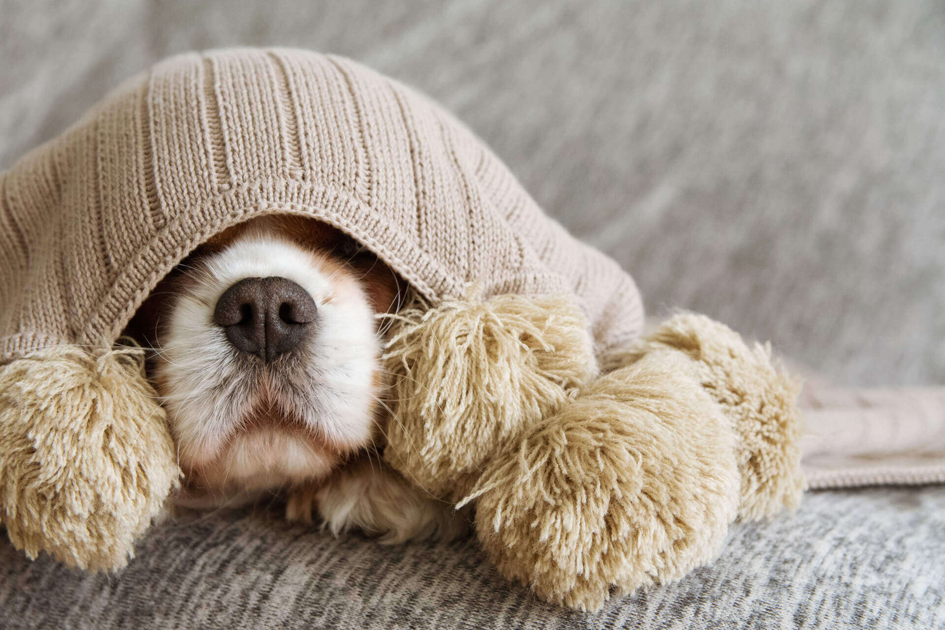 A dog hiding under a blanket