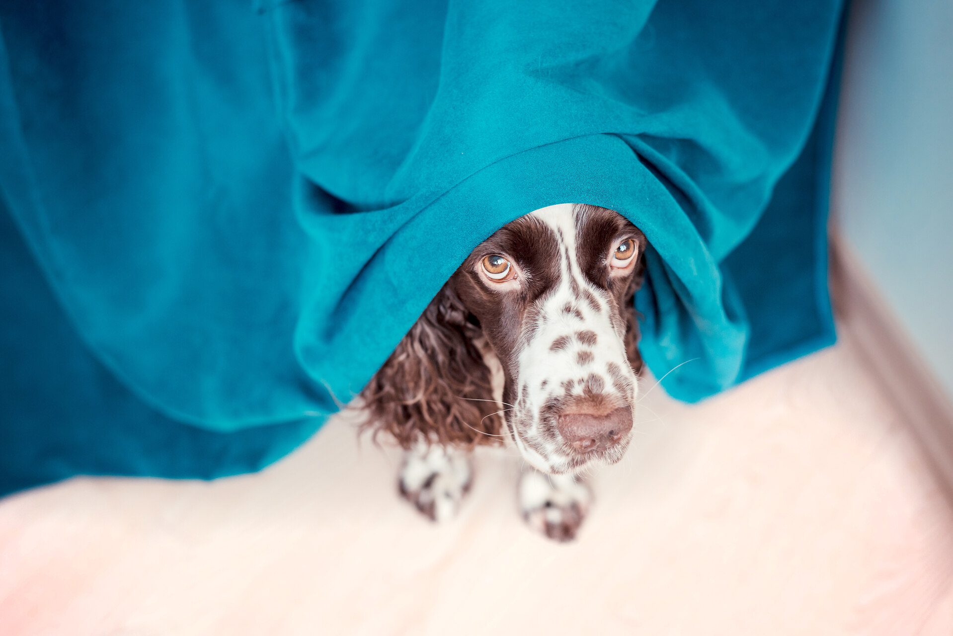 A frightened dog hiding under a blue blanket