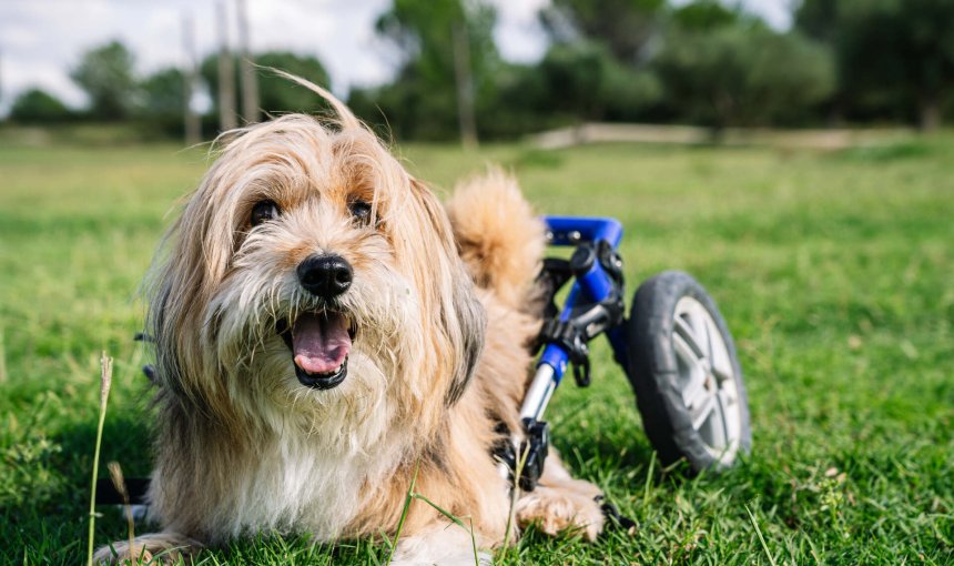 A dog wearing a mobility scooter in a lawn