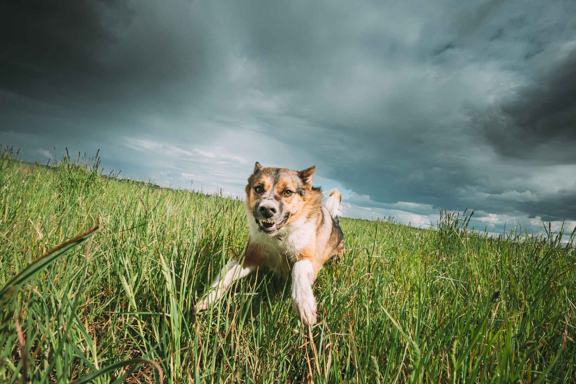 A scared dog running through a field