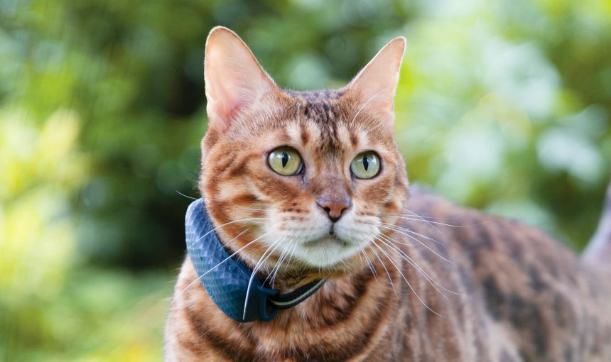 Bengal cat with new Tractive GPS Tracker for cats on their collar