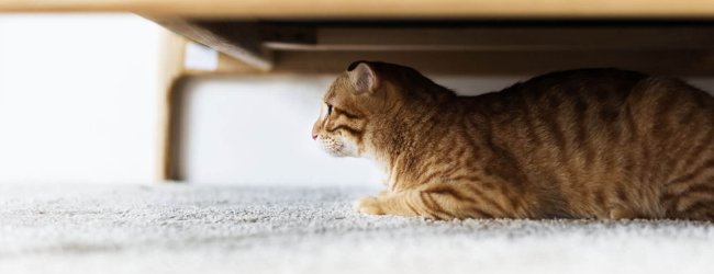 chat tigré qui se cache sous un lit