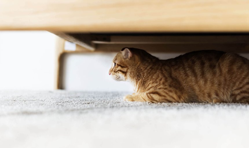 chat tigré qui se cache sous un lit