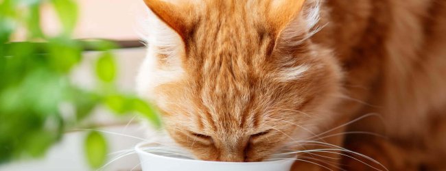 chat orange qui boit dans une gamelle en porcelaine sur un rebord de fenêtre