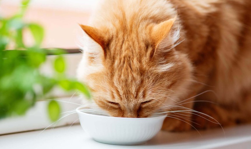 chat orange qui boit dans une gamelle en porcelaine sur un rebord de fenêtre