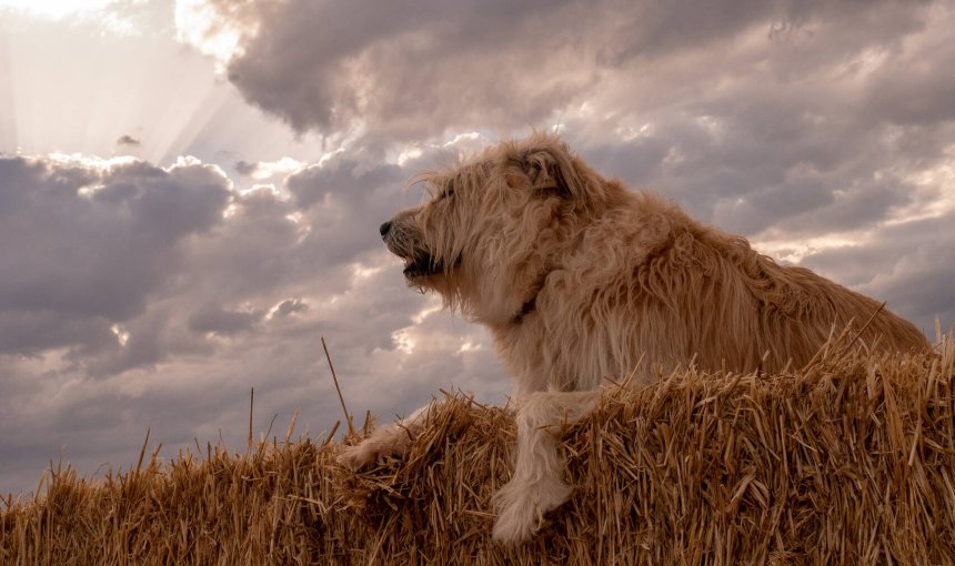 A dog sitting out in a field under a cloudy sky