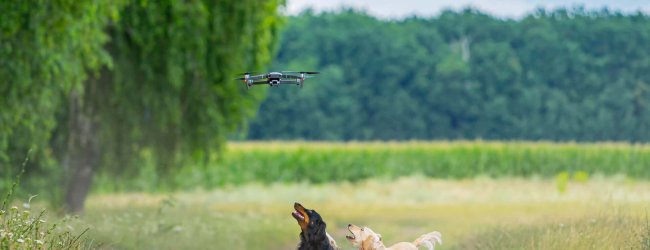 dogs running in an open field with drone