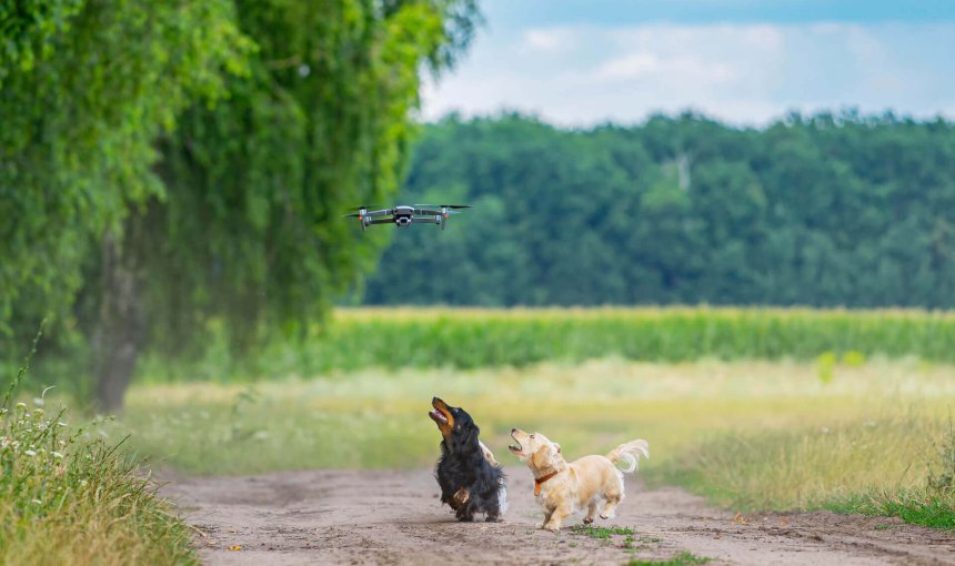 dogs running in an open field with drone