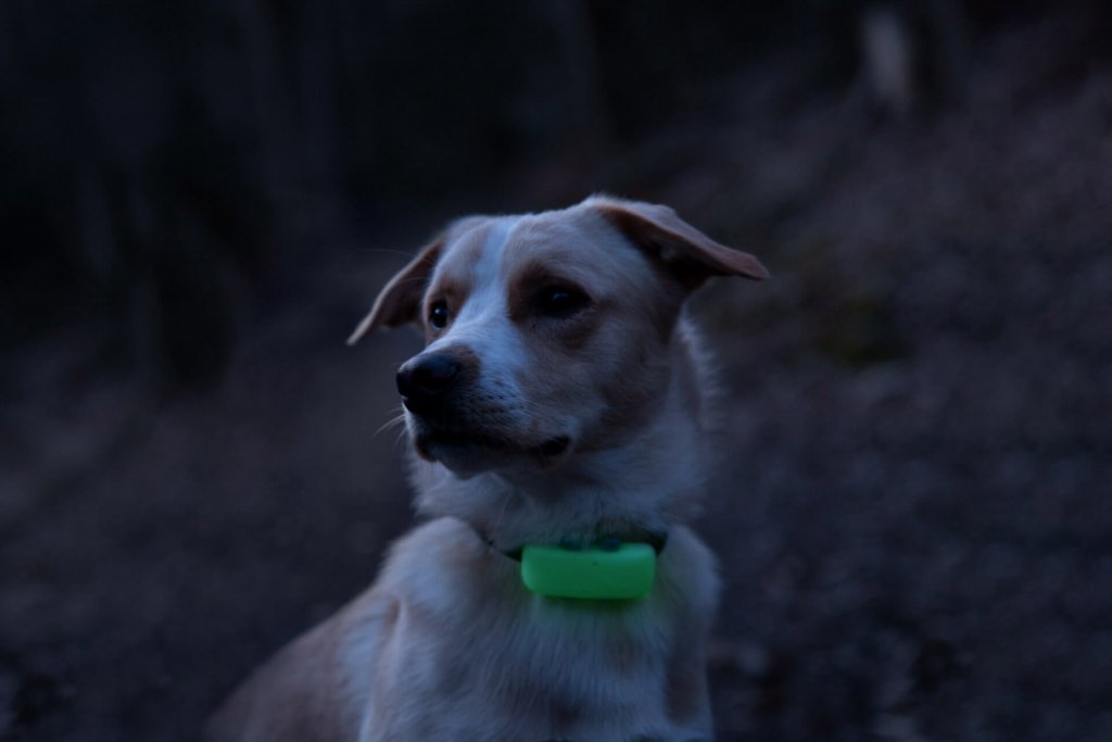 Dog with glow in the dark tracker sleeve