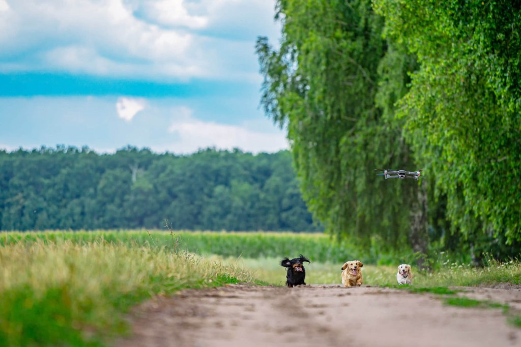 tre cagnolini corrono in un campo inseguendo un drone 