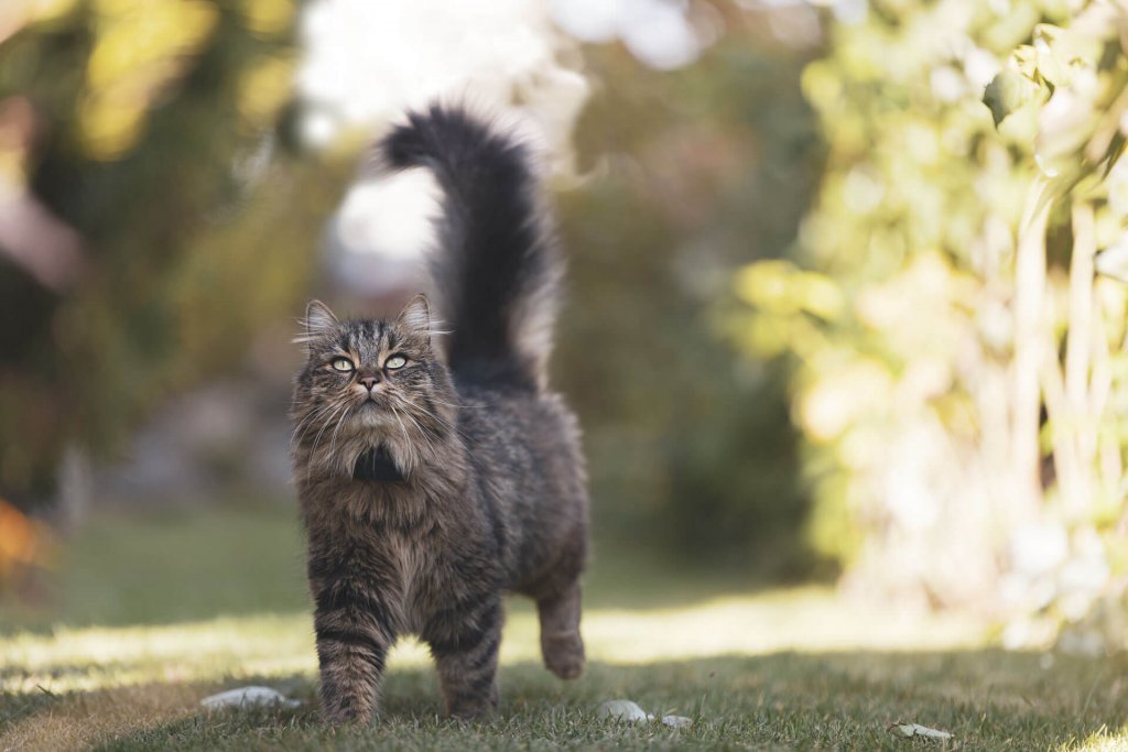 Gato gris y marrón mirando hacia arriba paseando por el campo con localizador Tractive GPS para gatos.