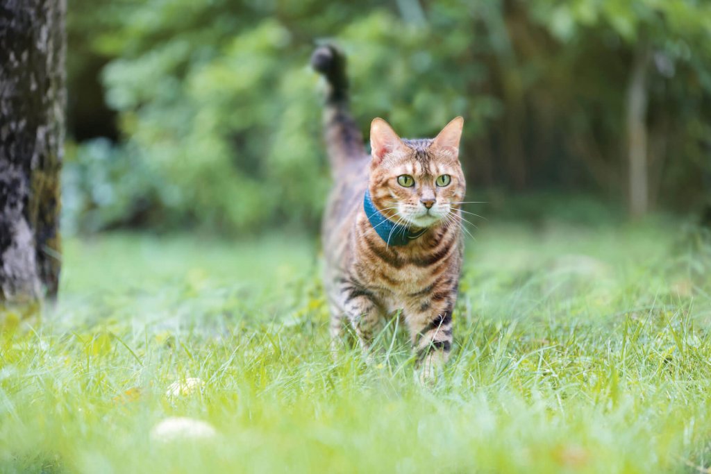 Gato marrón y naranja llevando un localizador GPS para gatos en el campo sobre la hierba. 