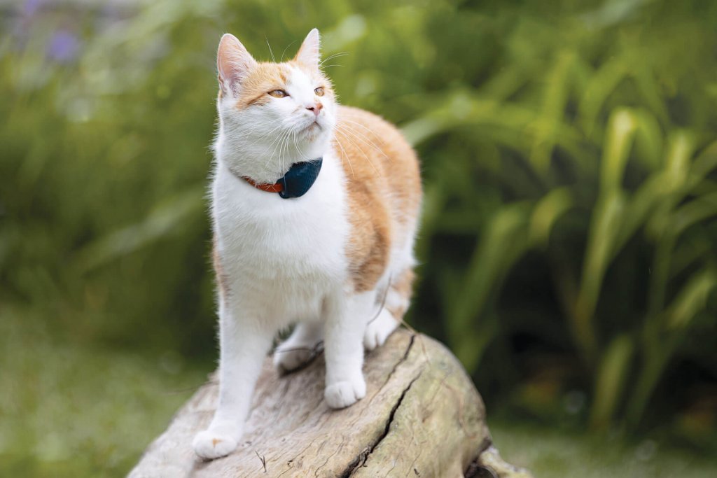 Gato naranja y blanco en el exterior sobre un tronco llevando un localizador GPS para gatos