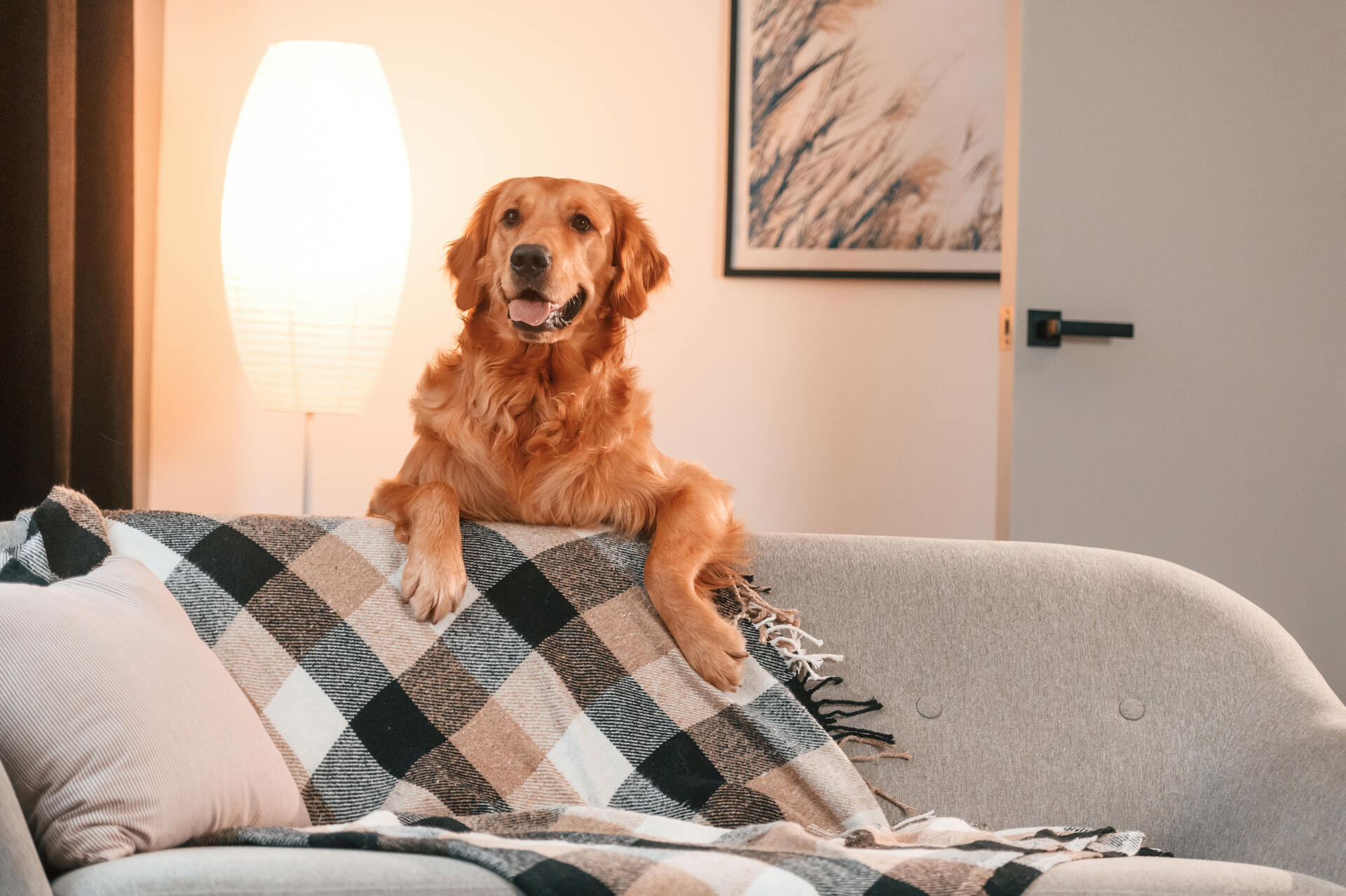 A dog in a brightly-lit room