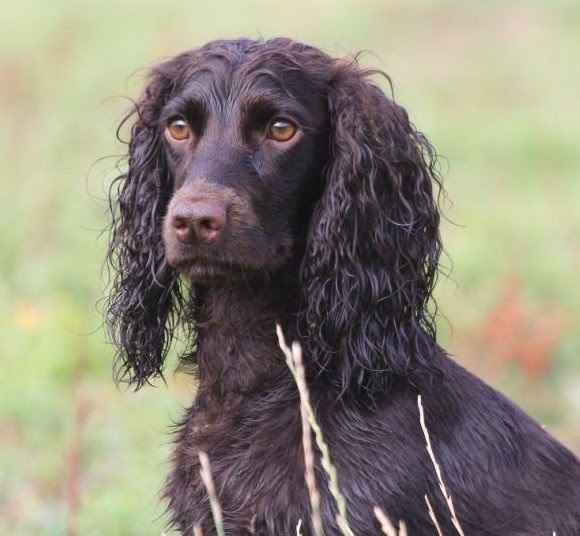 ciemnobrązowy spaniel siedzący na dworze