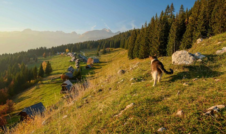 An outdoor cat wandering a sunny mountainside overlooking a village