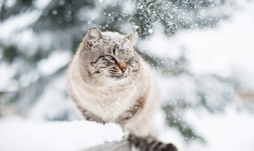 chat gris tigré assis dans la neige