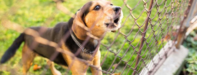 petit chien noir et marron aboyant derrière une clôture dans un jardin