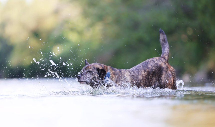 perro marrón y gris en el agua