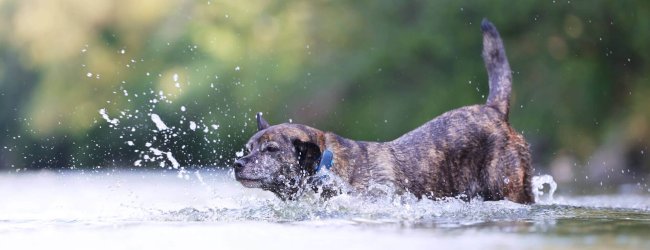 Braunschwarzer Hund springt mit GPS Tracker ins Wasser