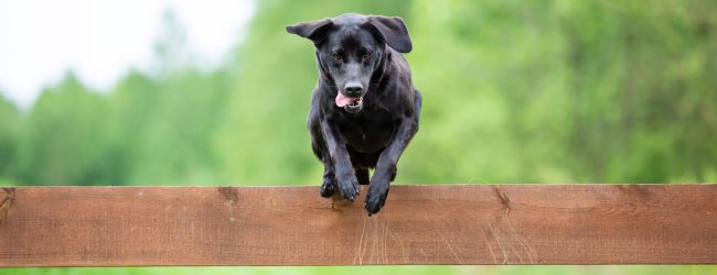 chien noir sautant par-dessus une clôture en bois