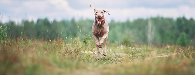 Jagdhund läuft hechelnd durch ein Feld