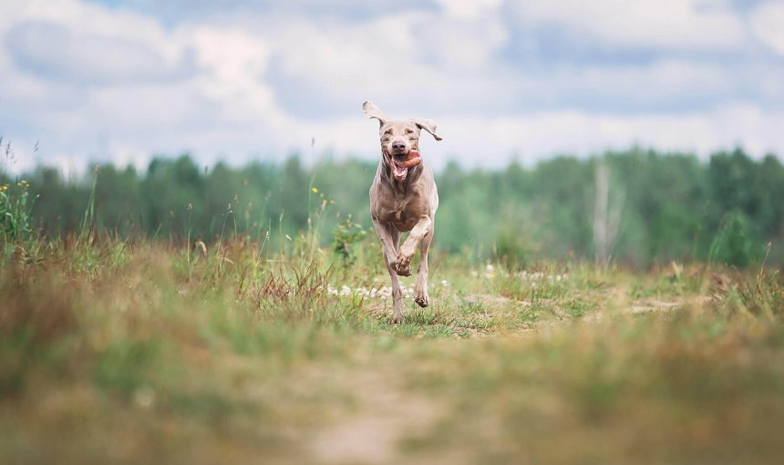 Jagdhund läuft hechelnd durch ein Feld