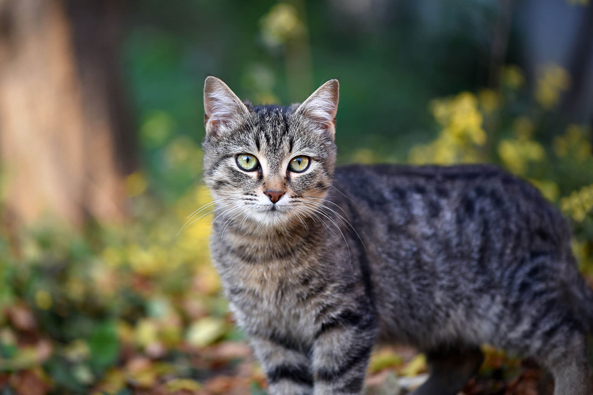 Getigerte Freigängerkatze in der Natur