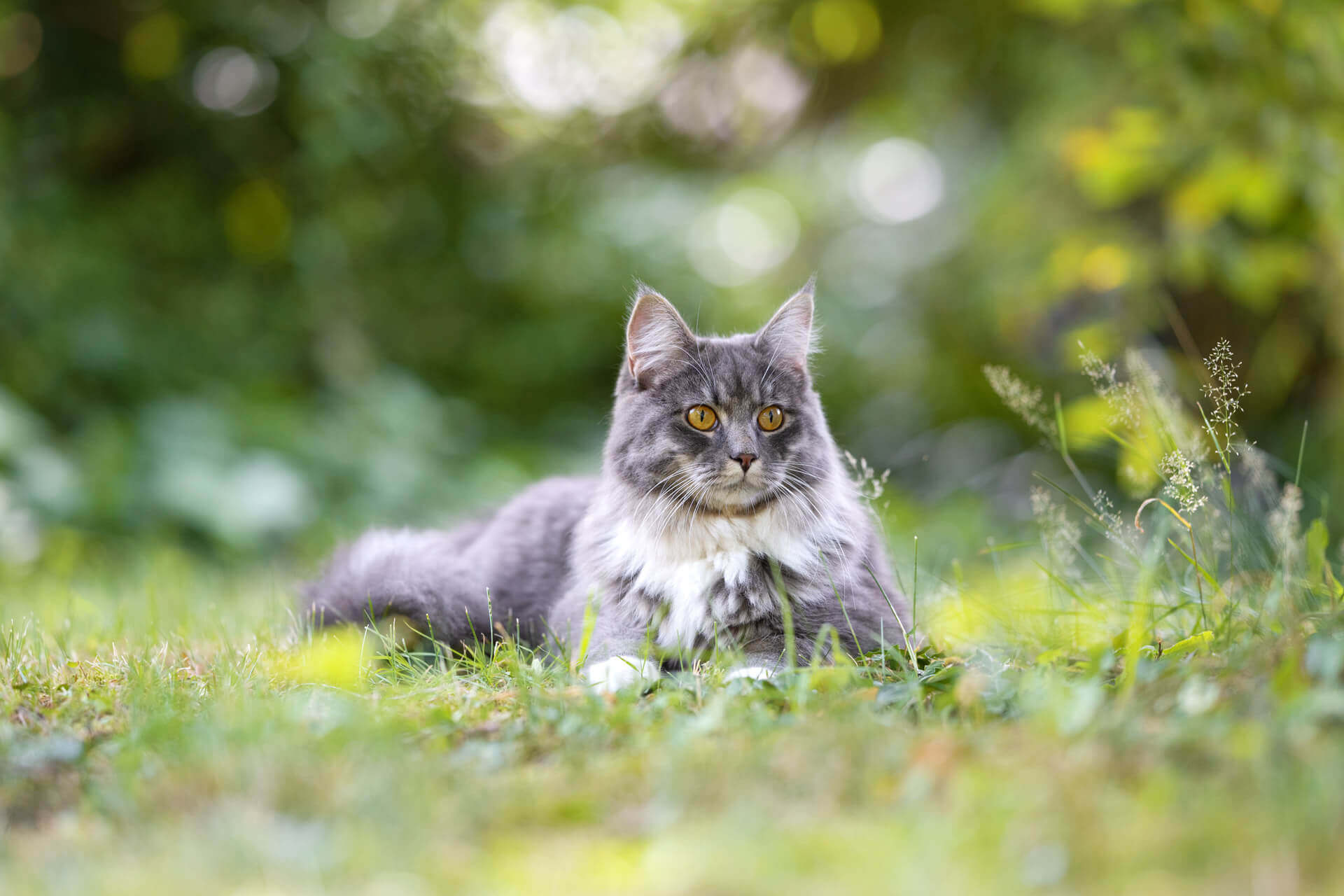 Grau-weiße Langhaarkatze liegt im Gras