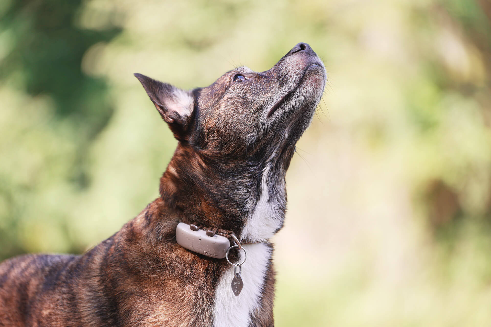 Brauner Hund trägt Tractive Dog 4