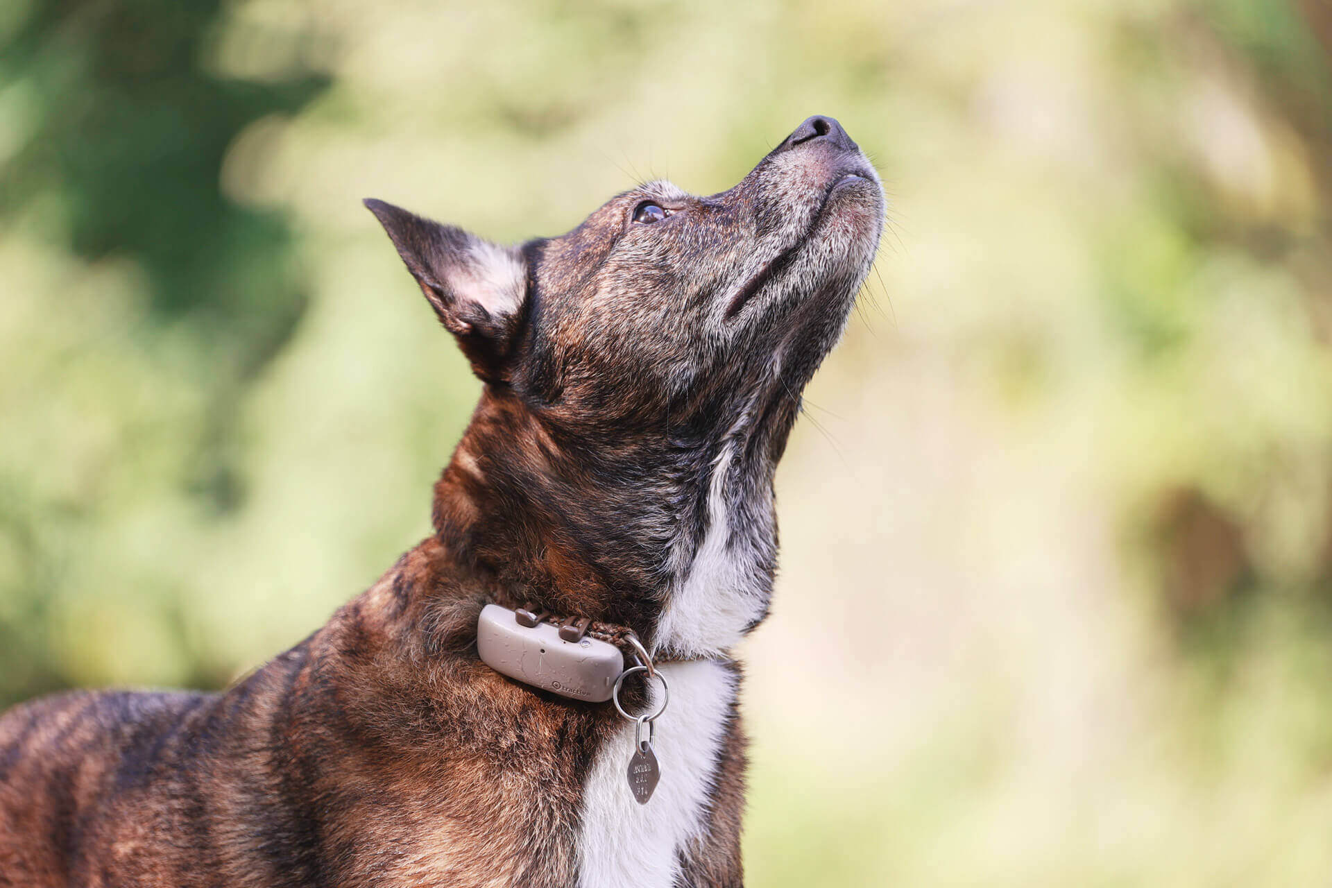 un cane marrone indossa un localizzatore GPS all'aperto