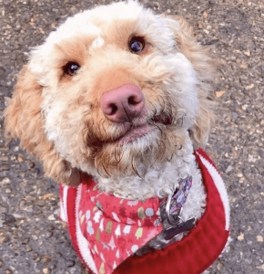 Kleiner Hund mit rotem Halstuch blickt in die Kamera