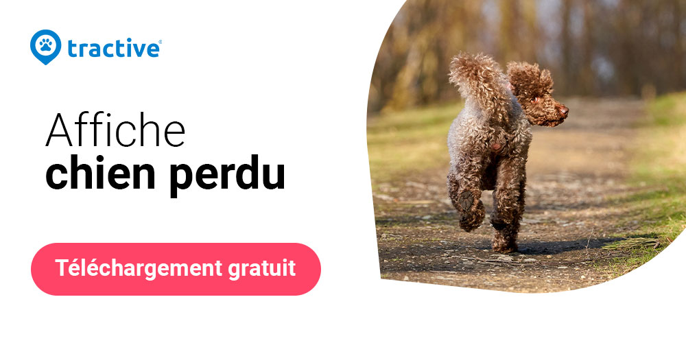 caniche marchant dans la forêt et bouton de téléchargement affiche chien perdu