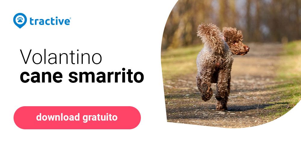 Volantino cane smarrito di Tractive da scaricare gratuitamente